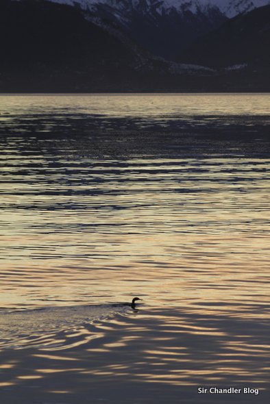 ushuaia-ave-atardecer
