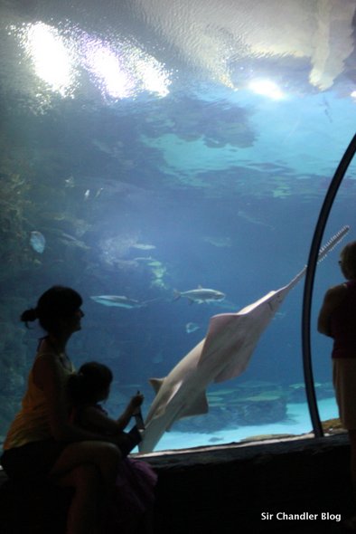 acuario-mandalay