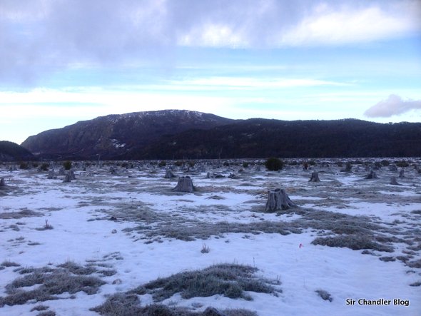 bosque-talado-ushuaia
