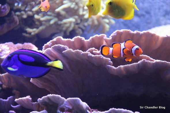 buscando-a-nemo