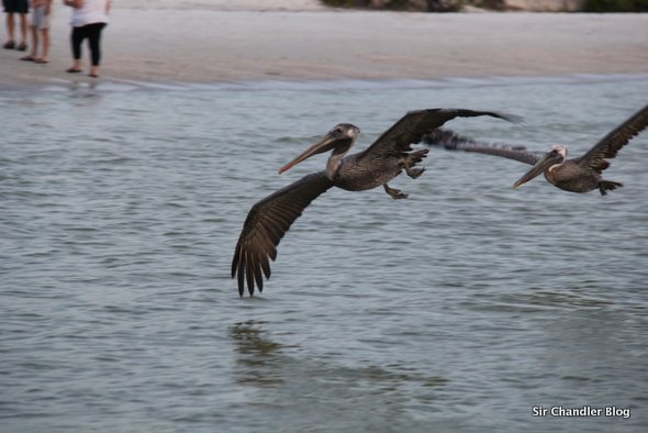 pajaros-golfo-mexico