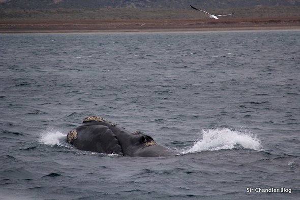 puerto-madryn-avistaje-ballenas