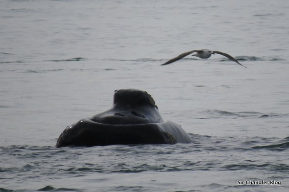 ballena-madryn