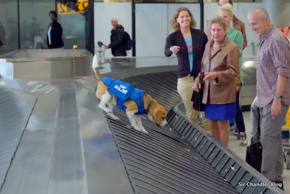 klm-perro-equipaje