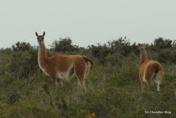 peninsula-valdes-llamas
