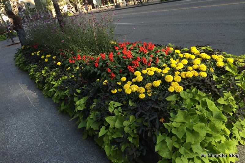 flores-toronto