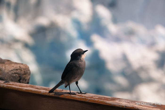 glaciar-perito-moreno-aves
