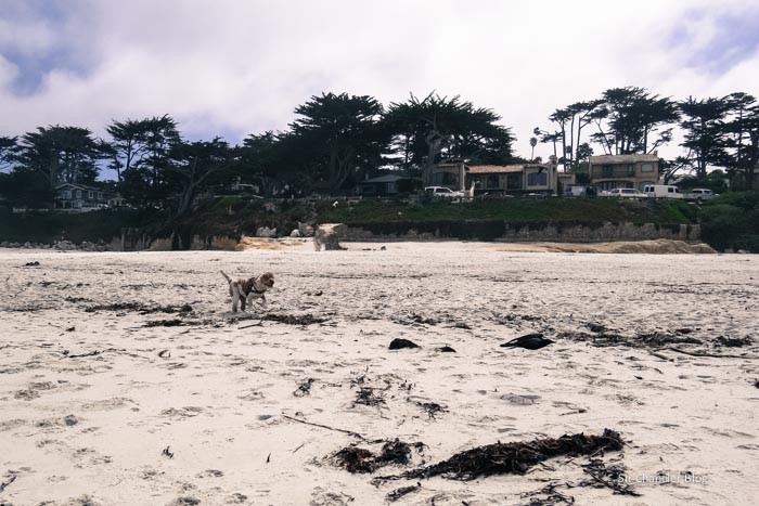 el-carmel-beach
