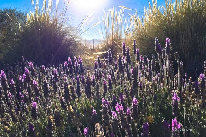 lavanda-plantas