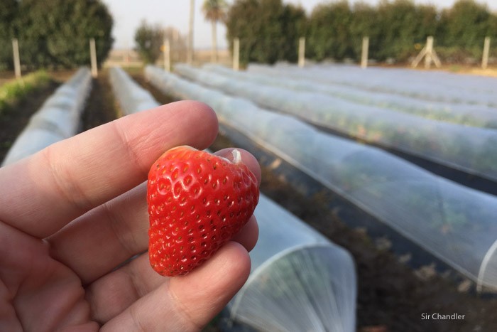 27-frutilla-sofitel-cardales