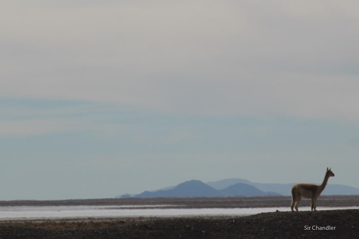 4-llama-jujuy