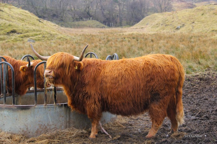 5-vacas-peludas-escocia