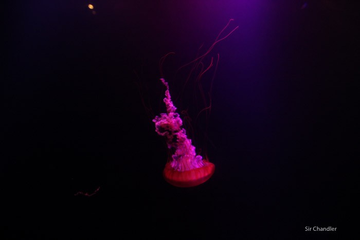 atlantis-bahamas-0643