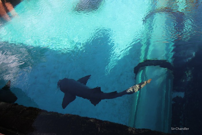 tiburones-atlantis-bahamas
