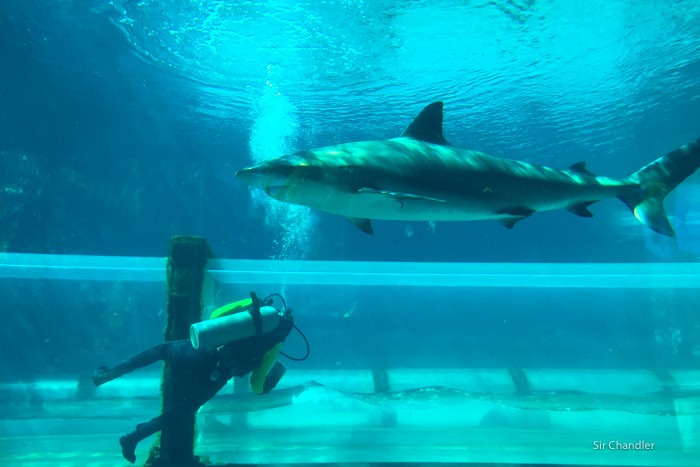 tiburones-atlantis-buzo