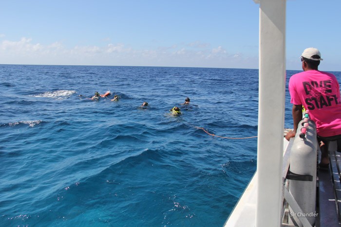 bahamas-snorkel-tiburones