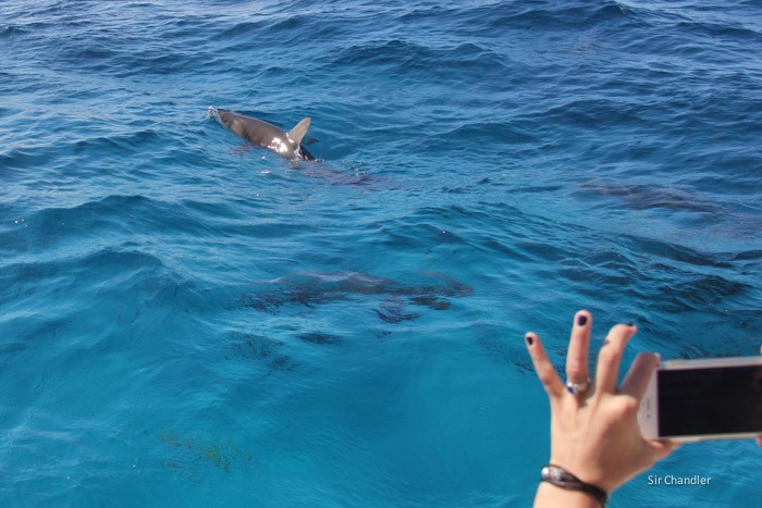 bahamas-tiburones-mar