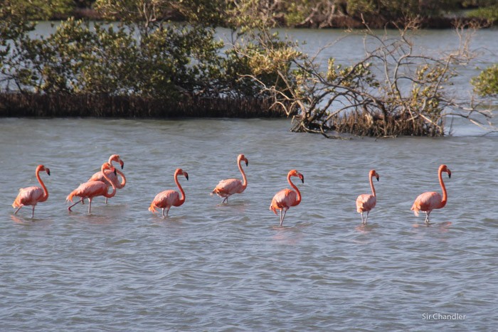 2-bonaire-flamencos