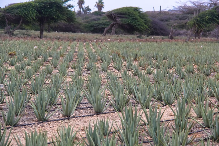 3-aloe-vera-aruba