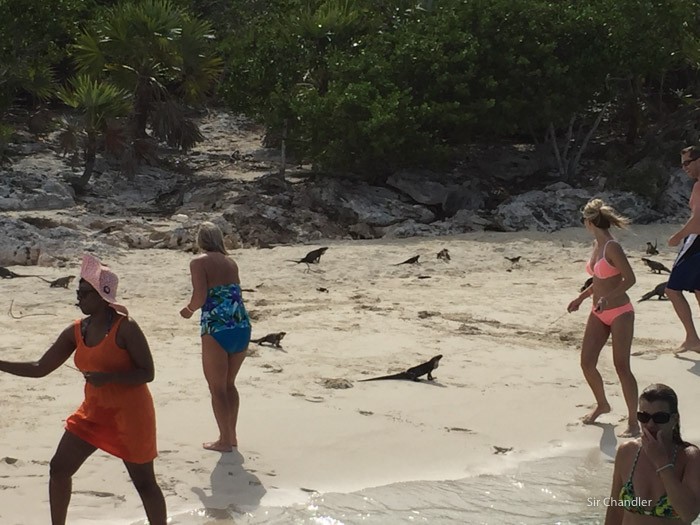 3-iguanas-bahamas