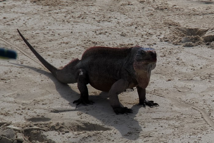 4-iguana-bahamas