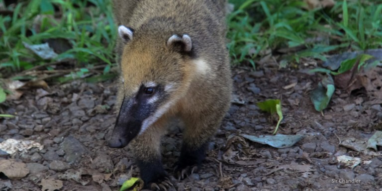 El coatí que se ve en las Cataratas del Iguazú