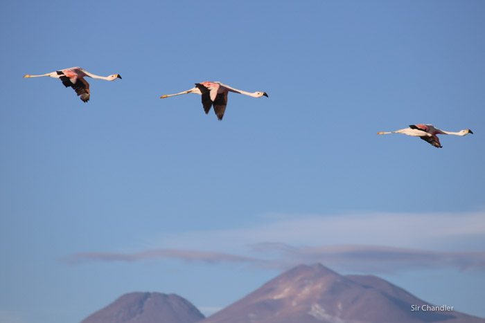 atacama-4321