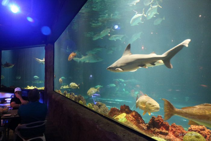 seaworld-3919