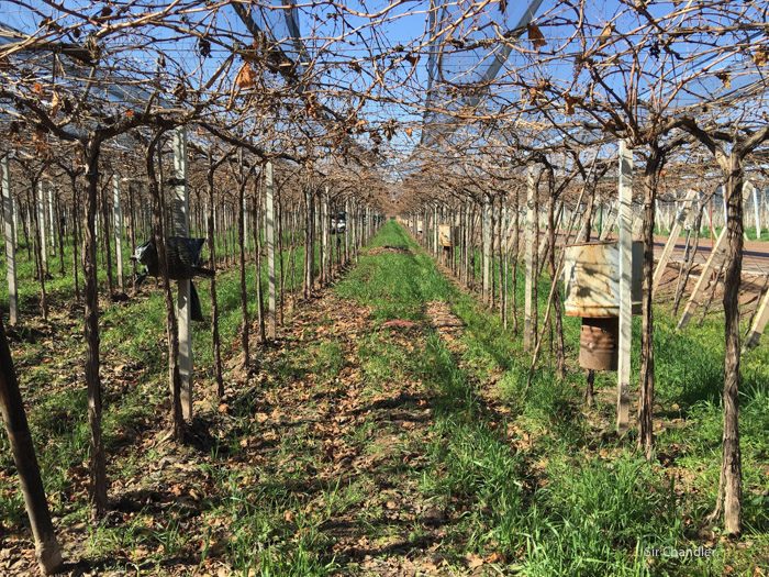 3-finca-zuccardi