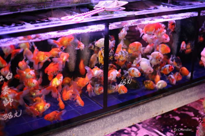 mercado-peces-hong-kong-9665