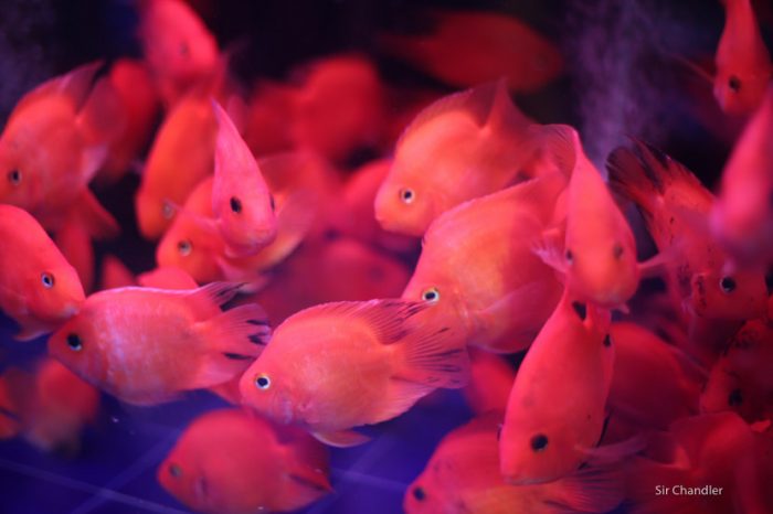 mercado-peces-hong-kong-9667