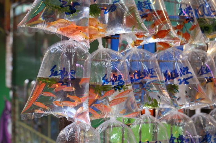 mercado-peces-hong-kong-9681