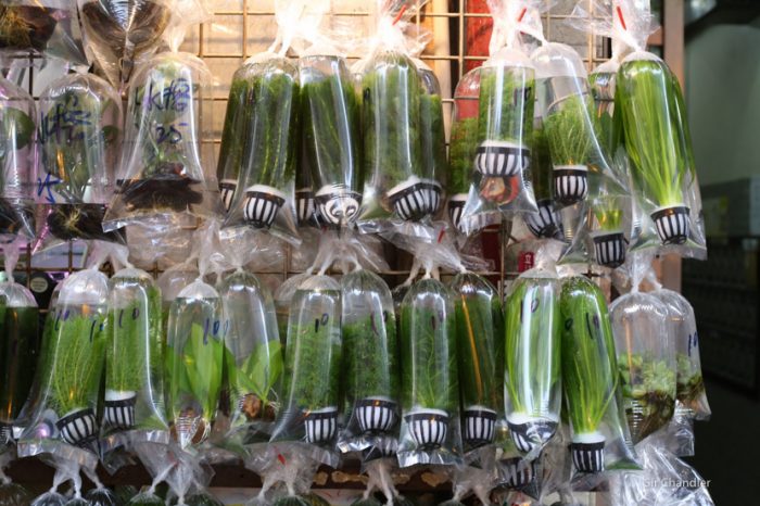 mercado-peces-hong-kong-9683