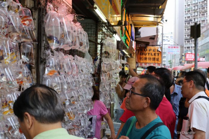 mercado-peces-hong-kong-9686