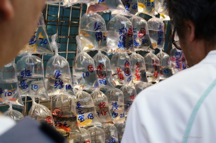 mercado-peces-hong-kong-9689
