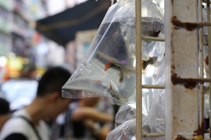 mercado-peces-hong-kong-9691
