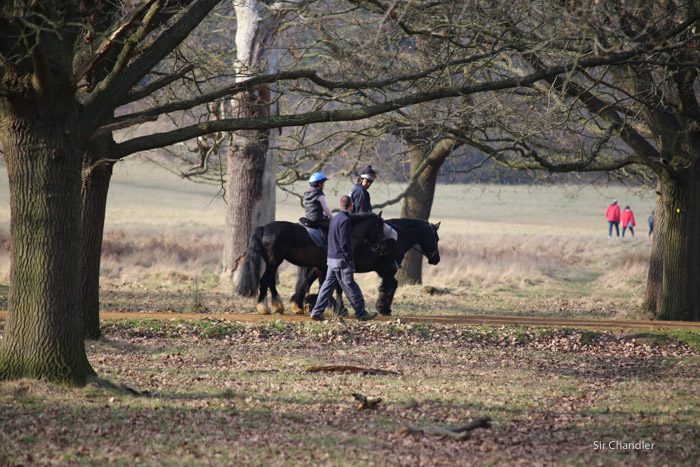 richmond-park-londres-8794