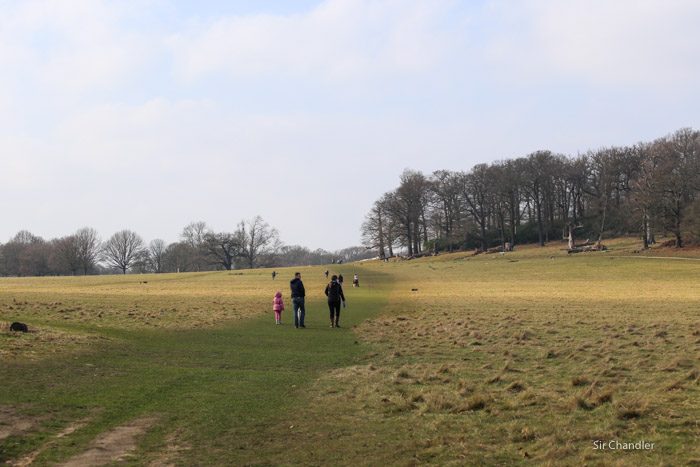 richmond-park-londres-8795