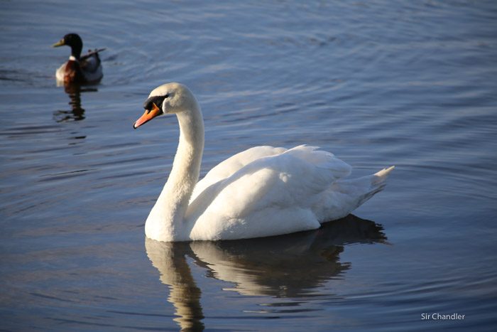 richmond-park-londres-8812