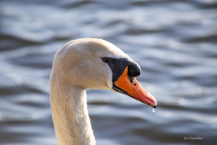 richmond-park-londres-8821