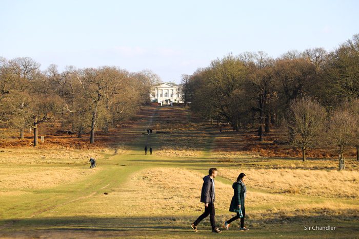 richmond-park-londres-8865