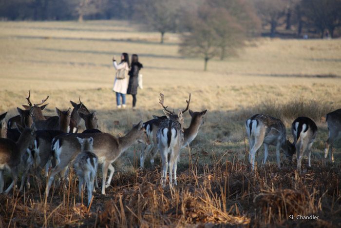 richmond-park-londres-8884