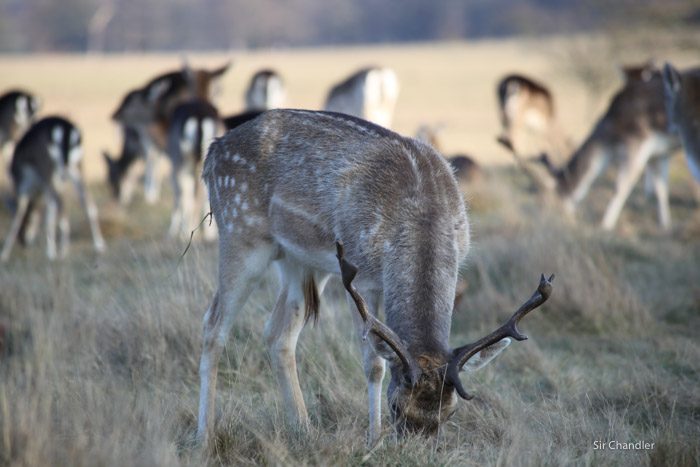 richmond-park-londres-8923