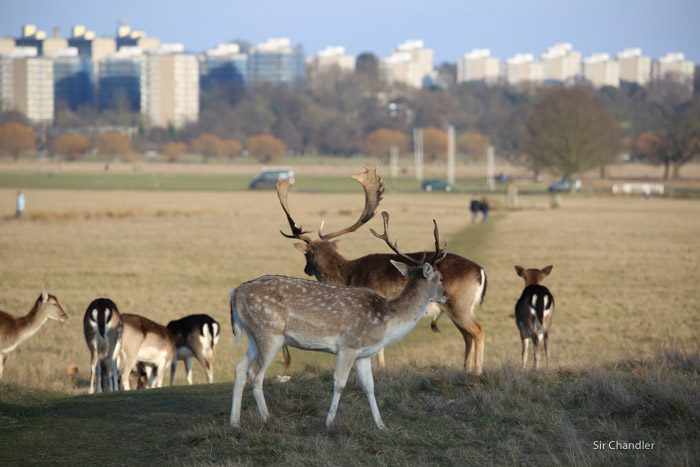 richmond-park-londres-8944