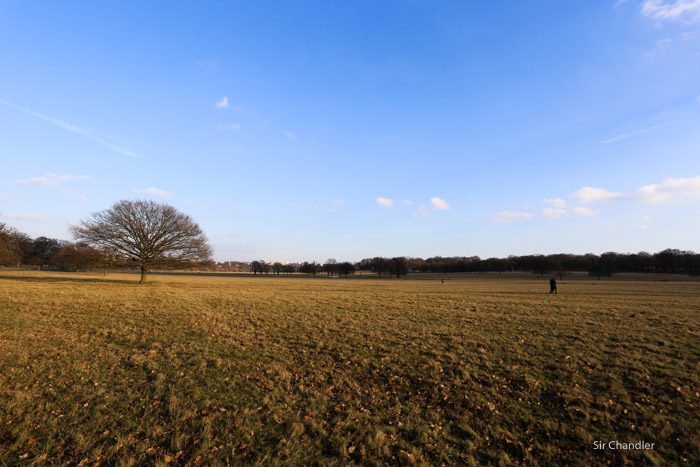 richmond-park-londres-8981