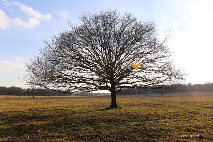 richmond-park-londres-8988